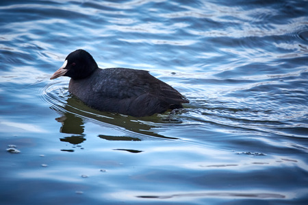 Eurasian coot (fulica atra) swimming on a cold riverの写真素材