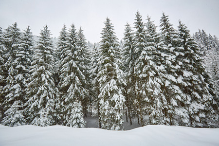 Winter alpine landscape with forests covered in snow