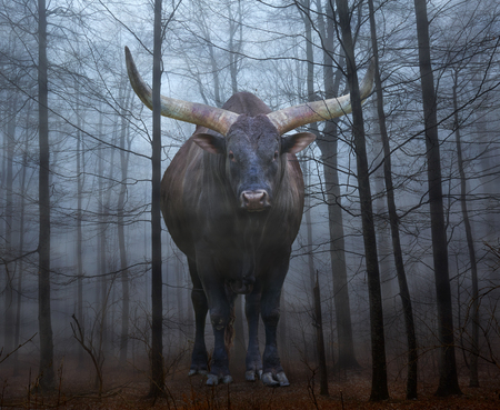Conceptual image with an enormous watusi bull in a scary forest in fogの写真素材