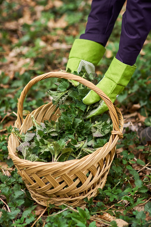Curly redhead farmer woman picking nettles in a basketの写真素材
