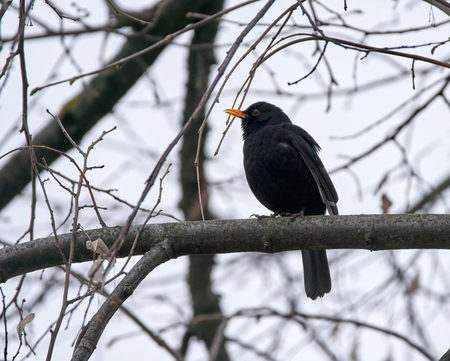 Common blackbird (Turdus merula) perched on a branchの写真素材