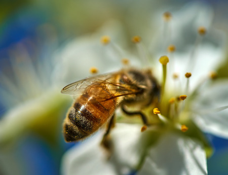 Honey bee working, collecting pollen from cherry flowers