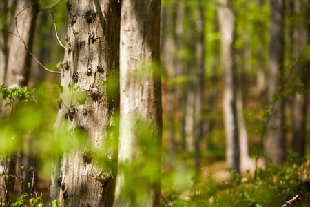 Forest of beech trees in the early spring