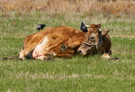 Cow resting in grass, being pecked by birdsの写真素材