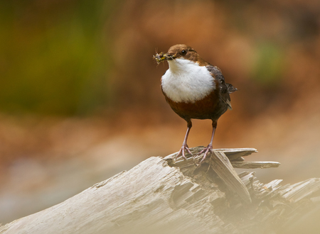 White throated dipper (cinclus cinclus) gathering food for its chicks