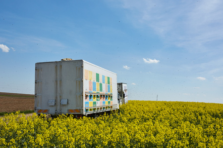 Truck with beehives in a rape field with working bees flying aroundの写真素材