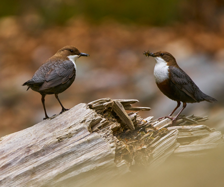 Couple of white throated dipper gathering food for their juveniles