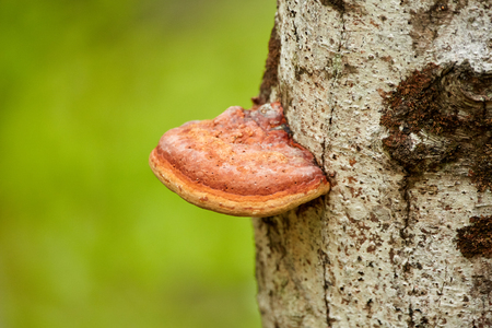 Red tinder, parasite fungi grown on a tree bark