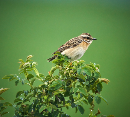 Whinchat (Saxicola rubetra) perched on a twig in a bushの写真素材
