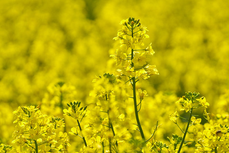 Closeup of canola flowers in a field