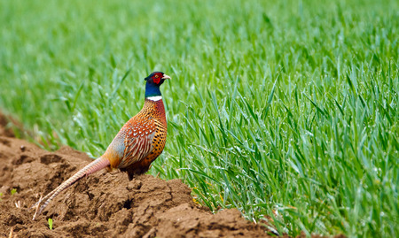 Pheasant (Phasianus colchicus) on plowed land in the countrysideの写真素材