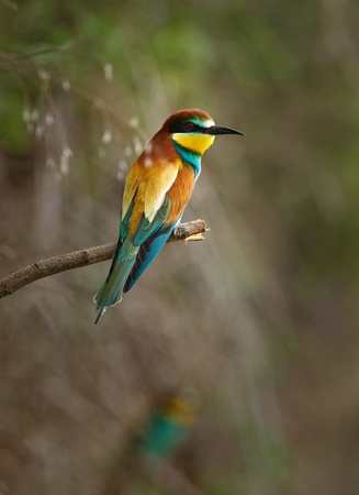 Bee eater birds (Merops apiaster) in various posturesの写真素材