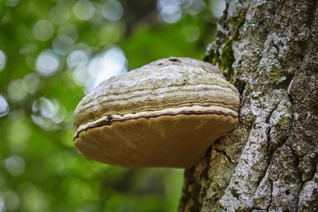 Deciduous tinder mushroom growing on a tree bark