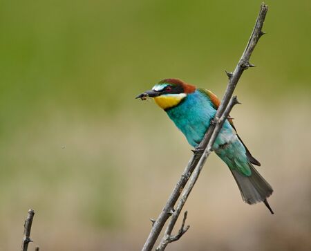 Bee eater birds (Merops apiaster) in various postures