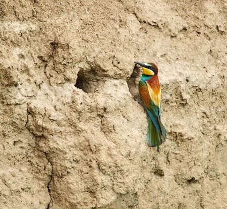 European bee-eater at her nest in the river bankの写真素材