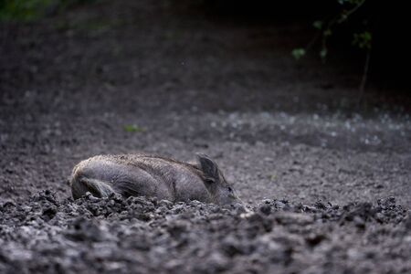 Large adult boar (male wild hog) in the forestの写真素材