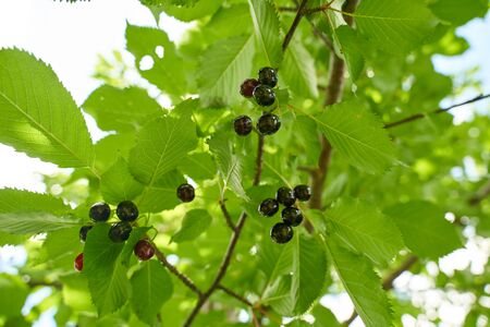 Black bitter cherries in the tree ready for picking