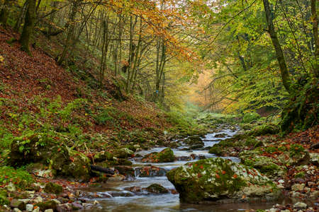 Vibrant landscape of a river slowly flowing through a colorful forest in the mid autumn