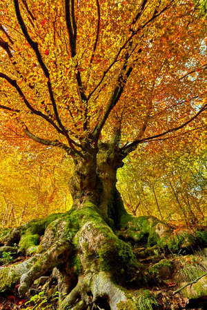 Centennial beech tree with huge roots in the autumn