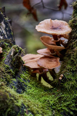 Closeup of agaric honey mushrooms growing on tree stumps