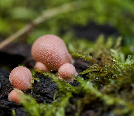 Parasite mushroom colony growing on a tree stump