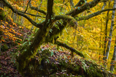 Tree covered in mos in the forest during autumn