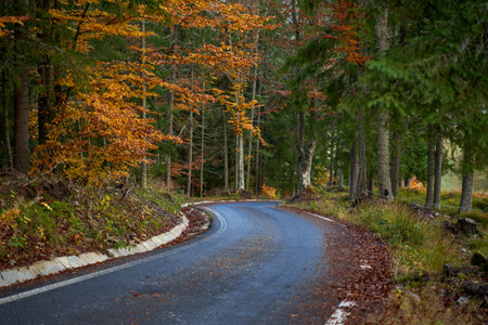 Asphalt road through colorful forest in the autumnの写真素材