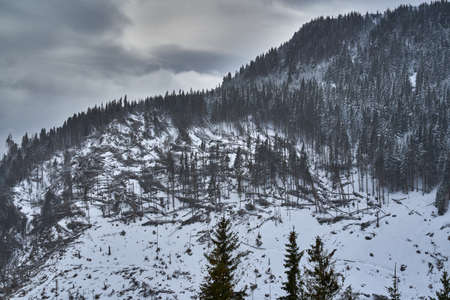 Landscape with mountains covered in pine forests in wintertimeの写真素材
