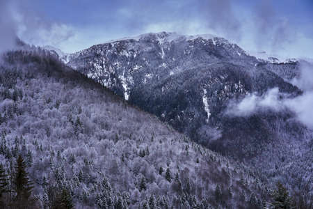 Landscape with mountains covered in pine forests in wintertimeの写真素材