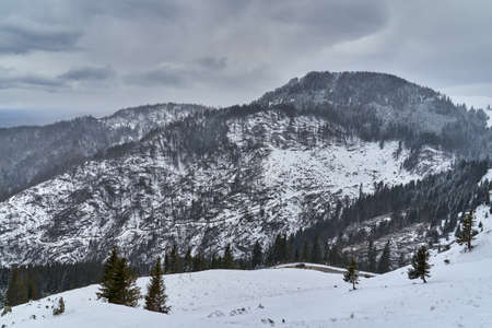 Landscape with mountains covered in pine forests in wintertimeの写真素材