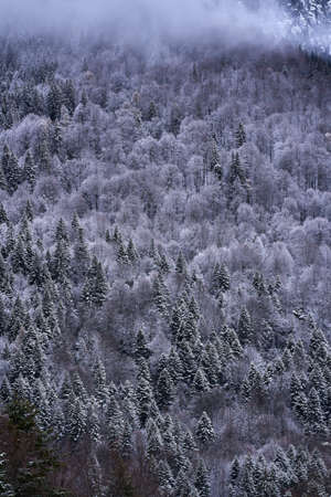 Landscape with mountains covered in pine forests in wintertime