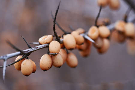 Sea buckthorn plantation left unattended, during late winter, early spring
