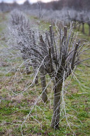 Sea buckthorn plantation left unattended, during late winter, early springの写真素材