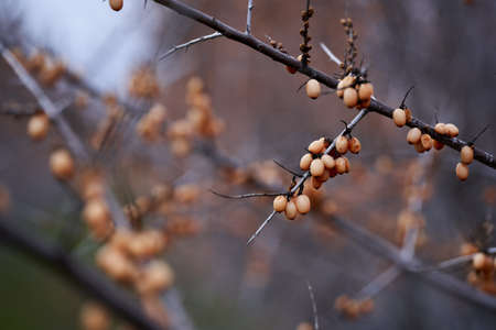 Sea buckthorn plantation left unattended, during late winter, early springの写真素材