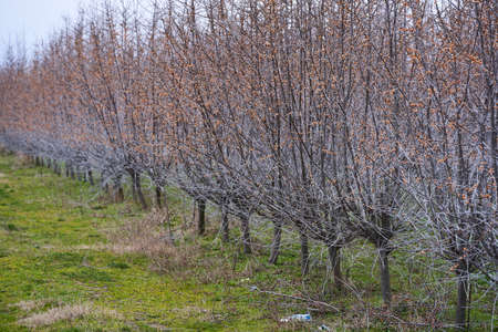 Sea buckthorn plantation left unattended, during late winter, early spring