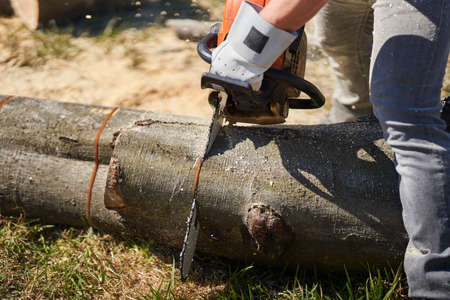 Lumberjack with chainsaw cutting big beech logs