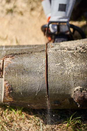Lumberjack with chainsaw cutting big beech logsの写真素材