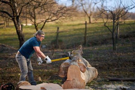 Lumberjack hammering a wedge into a sawn huge beech log to pry it open
