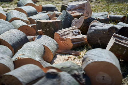 Beech logs ready to be split into firewood for the winter
