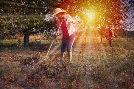 Woman with a rake cleaning below walnut trees in the orchard before harvestの写真素材