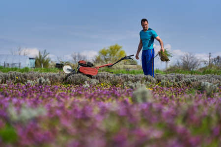 Farmer weeding with a motorized tiller on a lavender field