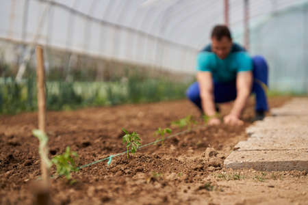 Farmer preparing the soil for planting tomatoes in his hothouse