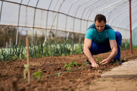 Farmer preparing the soil for planting tomatoes in his hothouseの写真素材
