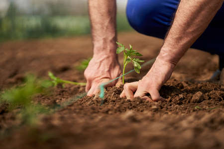 Farmer preparing the soil for planting tomatoes in his hothouse