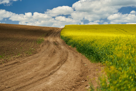 Dirt road going between a blooming canola field and a sunflower plantation in the countrysideの写真素材