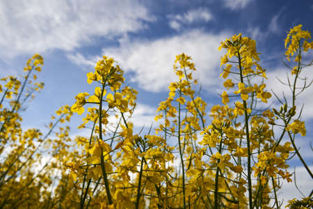 Landscape with a canola field in bloom in the countryside