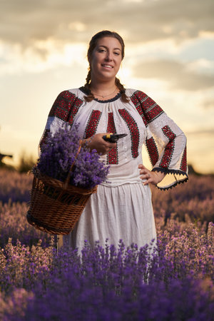 Young woman in traditional Romanian costume harvesting lavender from her gardenの写真素材