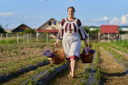 Young woman in traditional Romanian costume harvesting lavender from her gardenの写真素材
