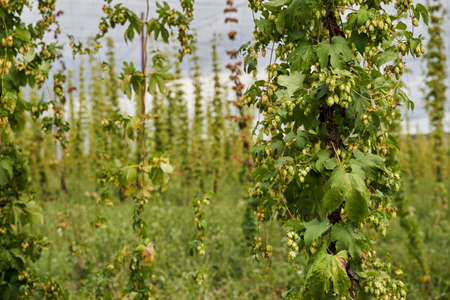 Hops cones plantation in the countryside, organic farming