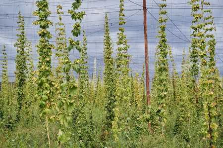 Hops cones plantation in the countryside, organic farming
